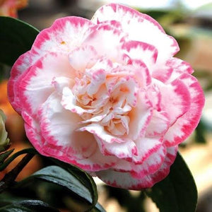 CAMELLIA JAPONICA MARGARET DAVIS 4.0L