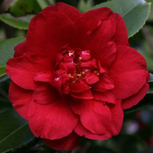 CAMELLIA JAPONICA MIDNIGHT 4.0L