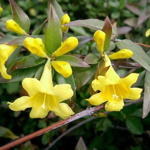 GELSEMIUM SEMPERVIRENS YELLOW JESSAMINE 3.5L