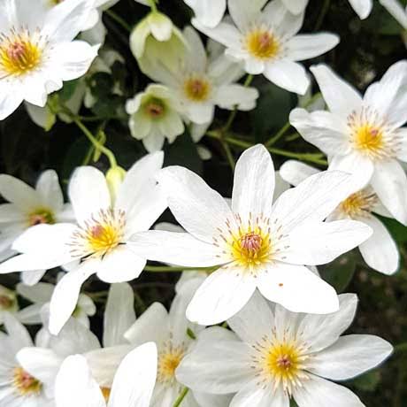 CLEMATIS PANICULATA PUAWHANANGA 3.5L