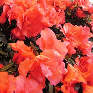 AZALEA EVERGREEN PAUL SCHAME 4.0L