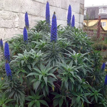 Load image into Gallery viewer, ECHIUM FASTUOSUM PRIDE OF MADEIRA
