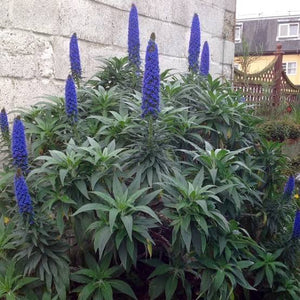 ECHIUM FASTUOSUM PRIDE OF MADEIRA