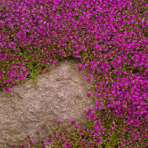 THYMUS RUBY CARPET 1.0L