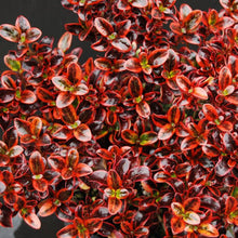Load image into Gallery viewer, COPROSMA IGNITE
