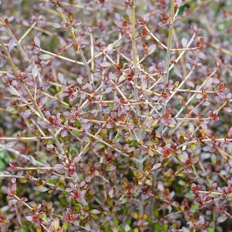 COPROSMA ROYS RED