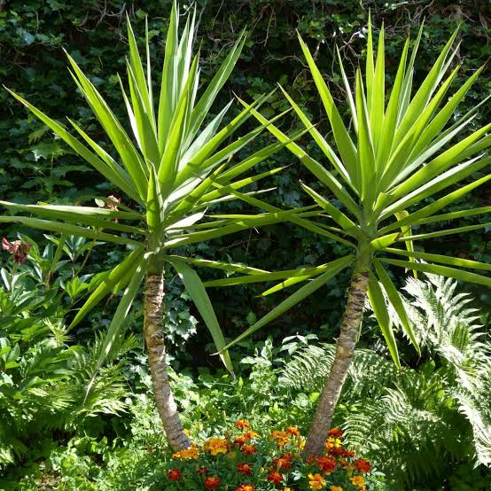 YUCCA ELEPHANTIPES 6.0L