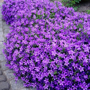 CAMPANULA MURALIS 1.3L