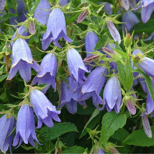 CAMPANULA MYSTIC BELLS 1.5L