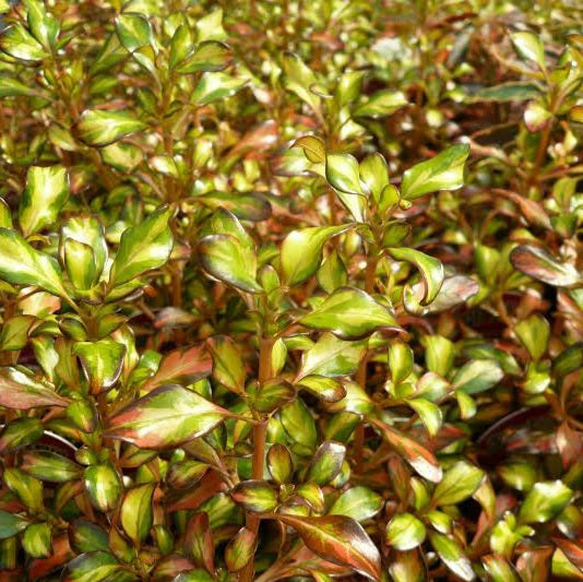 COPROSMA EVENING GLOW 2.5L