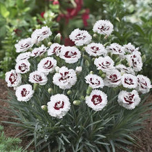 Load image into Gallery viewer, DIANTHUS MAGNIFI-SCENT COCONUT SUNDAE 14CM
