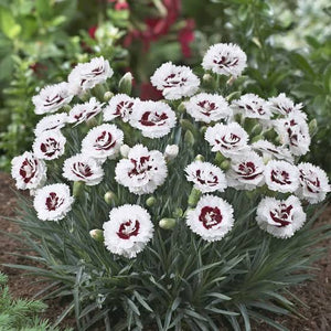 DIANTHUS MAGNIFI-SCENT COCONUT SUNDAE 14CM