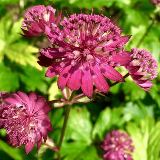 ASTRANTIA MAJOR RUBRA 1.5L