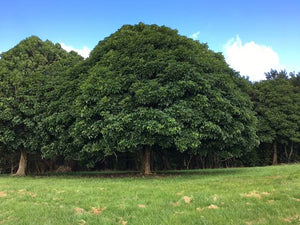 VITEX LUCENS