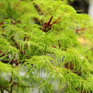 ACER DISSECTUM EMERALD LACE PB18