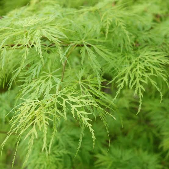 ACER DISSECTUM VIRIDIS PB28