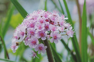 DARMERA PELTATA UMBRELLA PLANT 1.5L