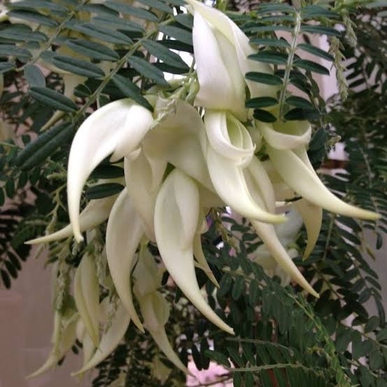 CLIANTHUS WHITE HERON 3.3L