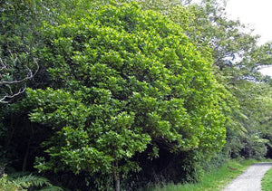 MELICOPE TERNATA WHARANGI 4.7L