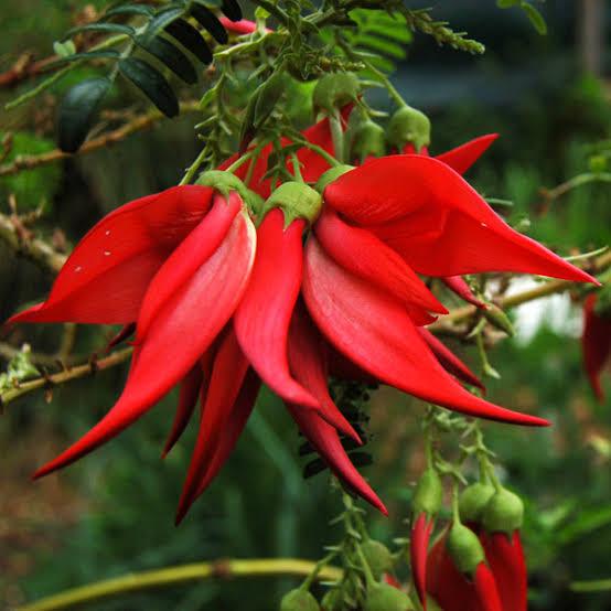 CLIANTHUS PUNICEUS RED 3.0L