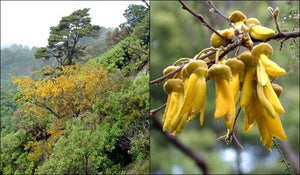 SOPHORA GODLEYI RANGITIKEI KOWHAI 2.5L