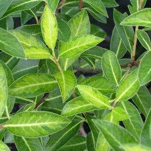 PITTOSPORUM TENUIFOLIUM LIMELIGHT