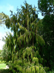 DACRYDIUM CUPRESSINUM RIMU 3.3L