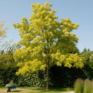 ROBINIA FRISIA PB28