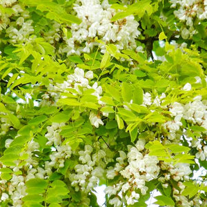 ROBINIA FRISIA PB28