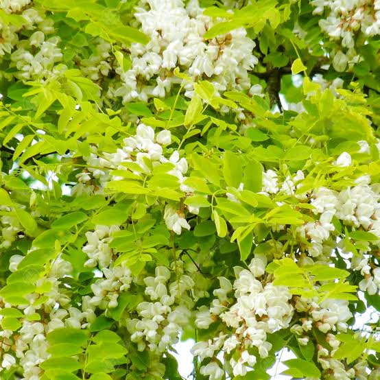 ROBINIA FRISIA PB28