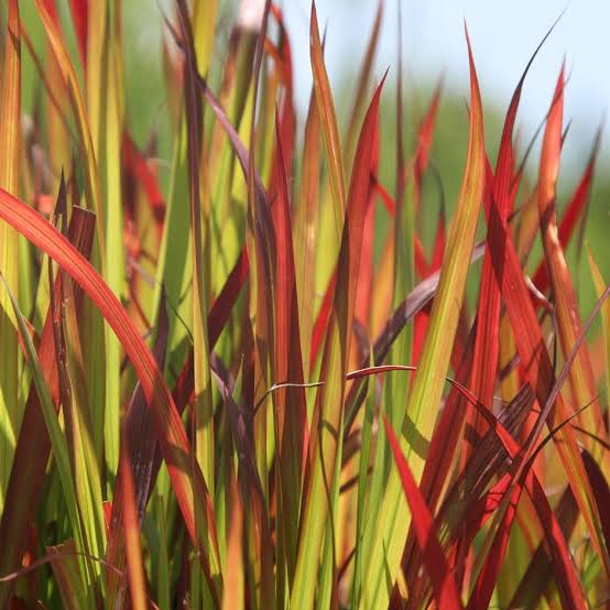 IMPERATA RUBRA BLOODGRASS