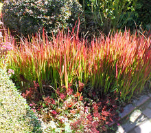 Load image into Gallery viewer, IMPERATA RUBRA BLOODGRASS
