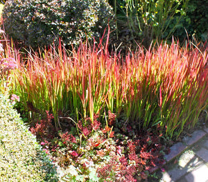 IMPERATA RUBRA BLOODGRASS