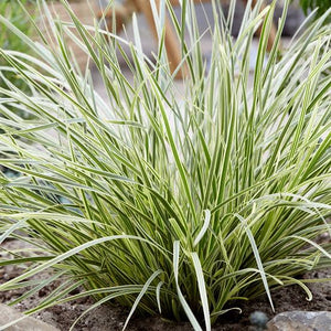 LOMANDRA WHITE SANDS 1.9L