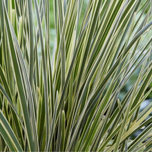 Load image into Gallery viewer, LOMANDRA WHITE SANDS 1.9L
