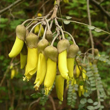 Load image into Gallery viewer, SOPHORA TETRAPTERA KOWHAI 10.0L
