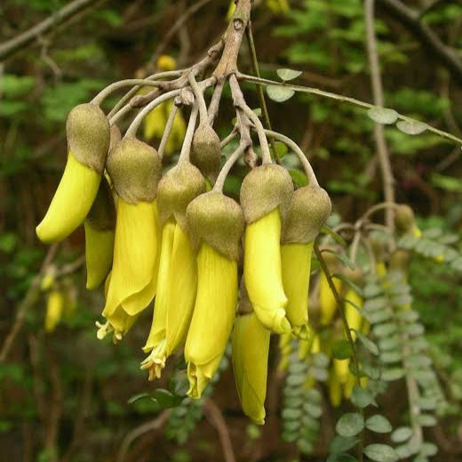 SOPHORA TETRAPTERA KOWHAI 6.0L