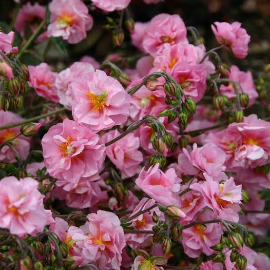 HELIANTHEMUM DOUBLE PINK 14CM