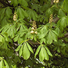 Load image into Gallery viewer, AESCULUS HIPPOCASTANUM HORSE CHESTNUT PB28
