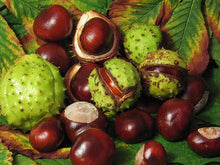 Load image into Gallery viewer, AESCULUS HIPPOCASTANUM HORSE CHESTNUT PB28
