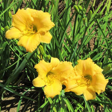 Load image into Gallery viewer, HEMEROCALLIS STELLA BELLA 2.5L
