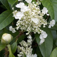 Load image into Gallery viewer, HYDRANGEA SEEMANII 2.5L
