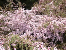 Load image into Gallery viewer, LEPTOSPERMUM BLUSHING STAR 3.3L
