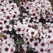 Load image into Gallery viewer, LEPTOSPERMUM BLUSHING STAR 3.3L
