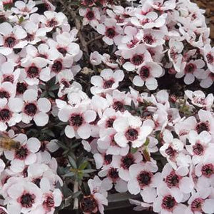 LEPTOSPERMUM BLUSHING STAR 3.3L