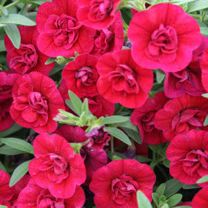 CALIBRACHOA DOUBLE RUBY 1.5L