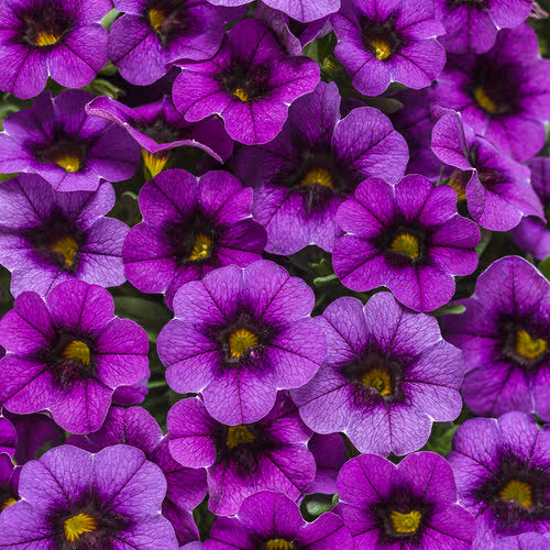 CALIBRACHOA GRAPE PUNCH 1.5L