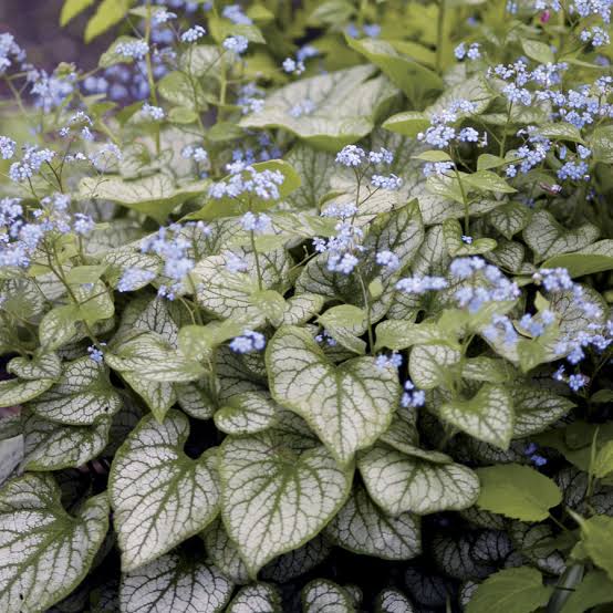 BRUNNERA JACK FROST 1.5L