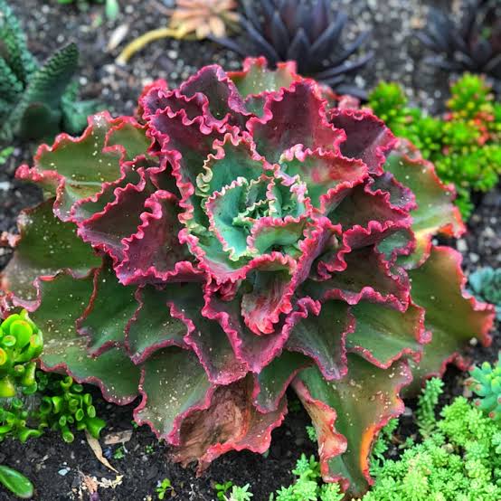 ECHEVERIA DICKS PINK 2.0L