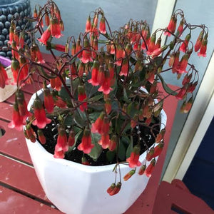 KALANCHOE FREEDOM BELLS